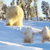 Fotostrecke Eisbären: Familienglück im Schnee - Bild 8