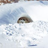 Fotostrecke Eisbären: Familienglück im Schnee - Bild 9
