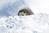 Fotostrecke Eisbären: Familienglück im Schnee - Bild 9