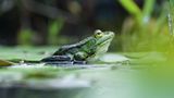 Frosch