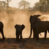 Elefanten beim Sandbad