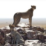 Gepardin in der Serengeti