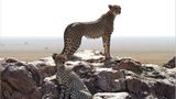 Gepardin in der Serengeti