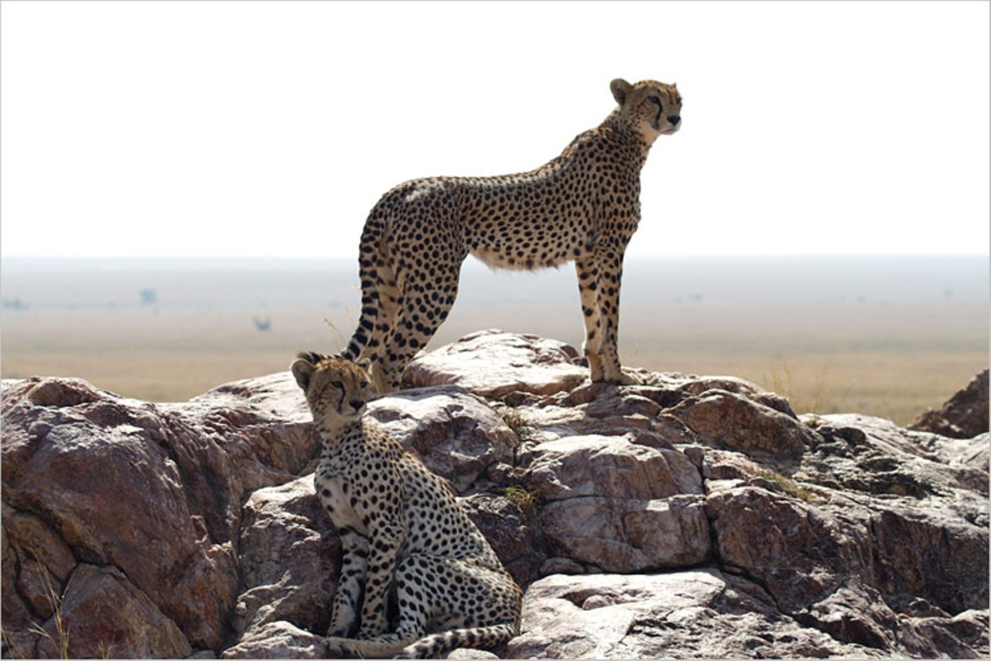 Gepardin in der Serengeti