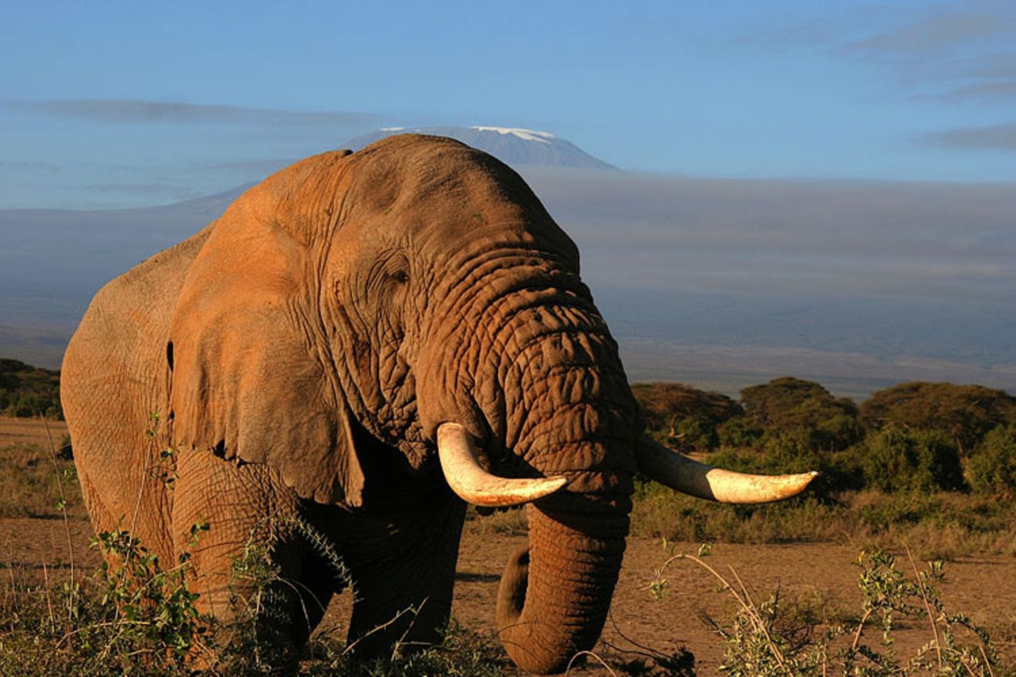 Elefant