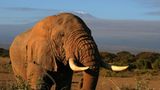 Elefant