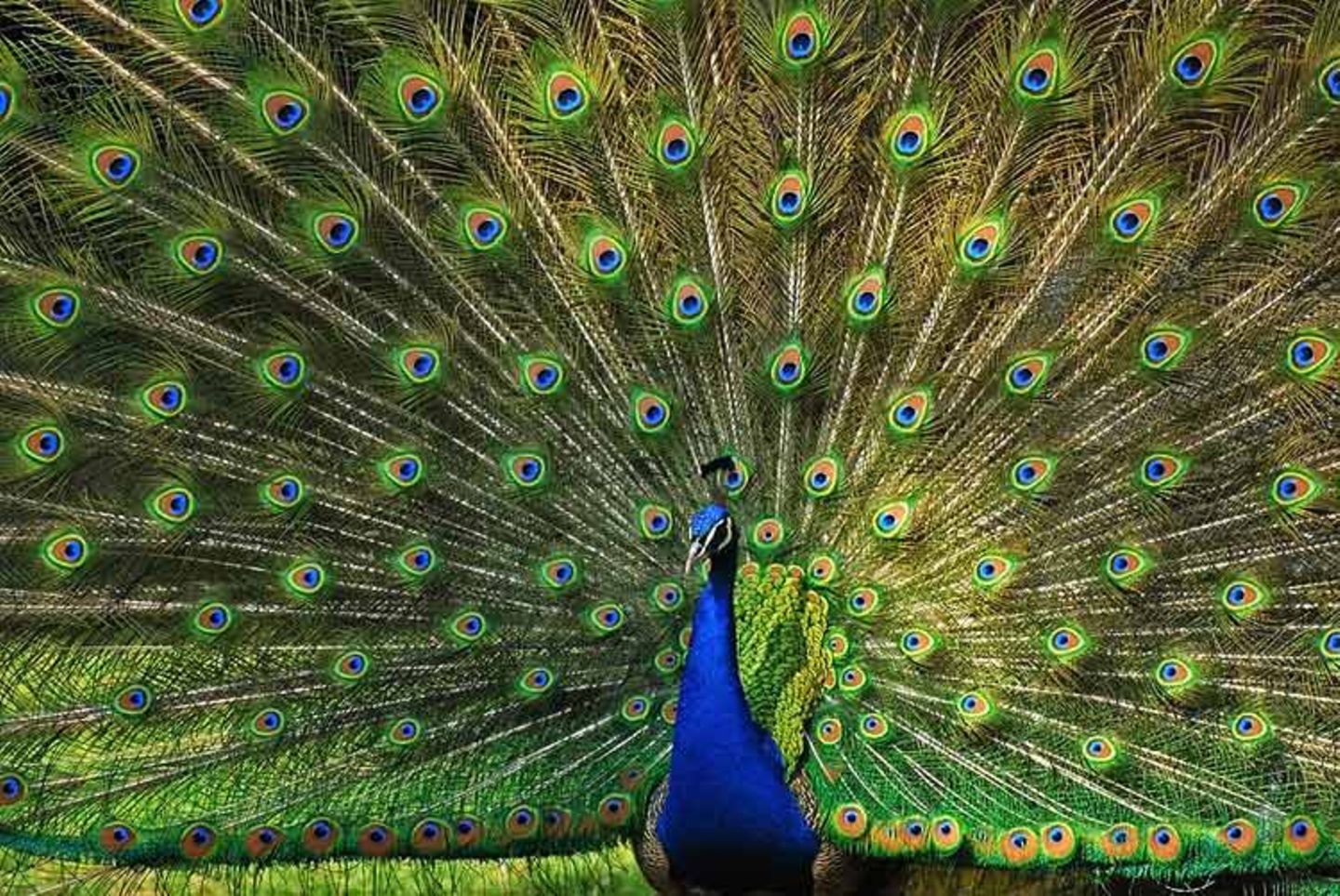 Pfau