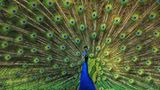 Pfau