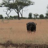 Sascha (Dar es Salaam) - Bild 3