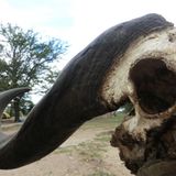 Sascha (Dar es Salaam) - Bild 6