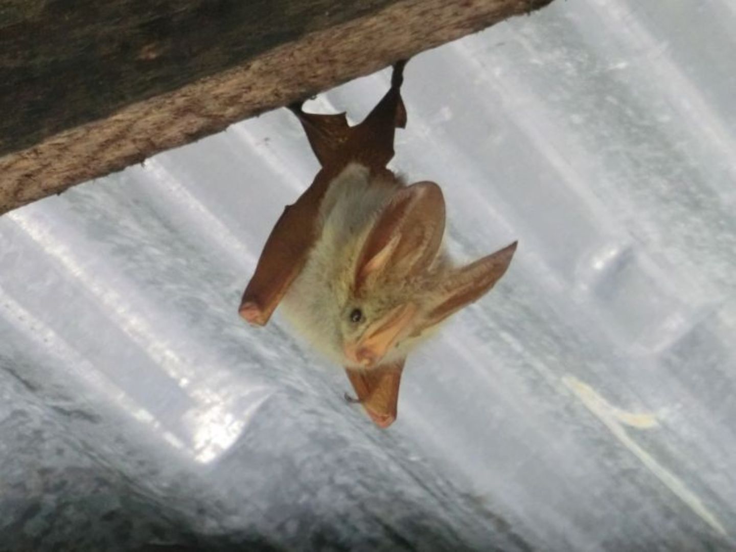 Sascha (Dar es Salaam) - Bild 7