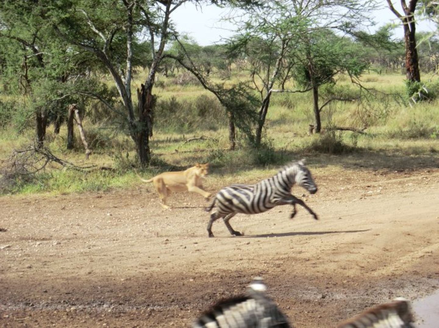 Sascha (Dar es Salaam) - Bild 9