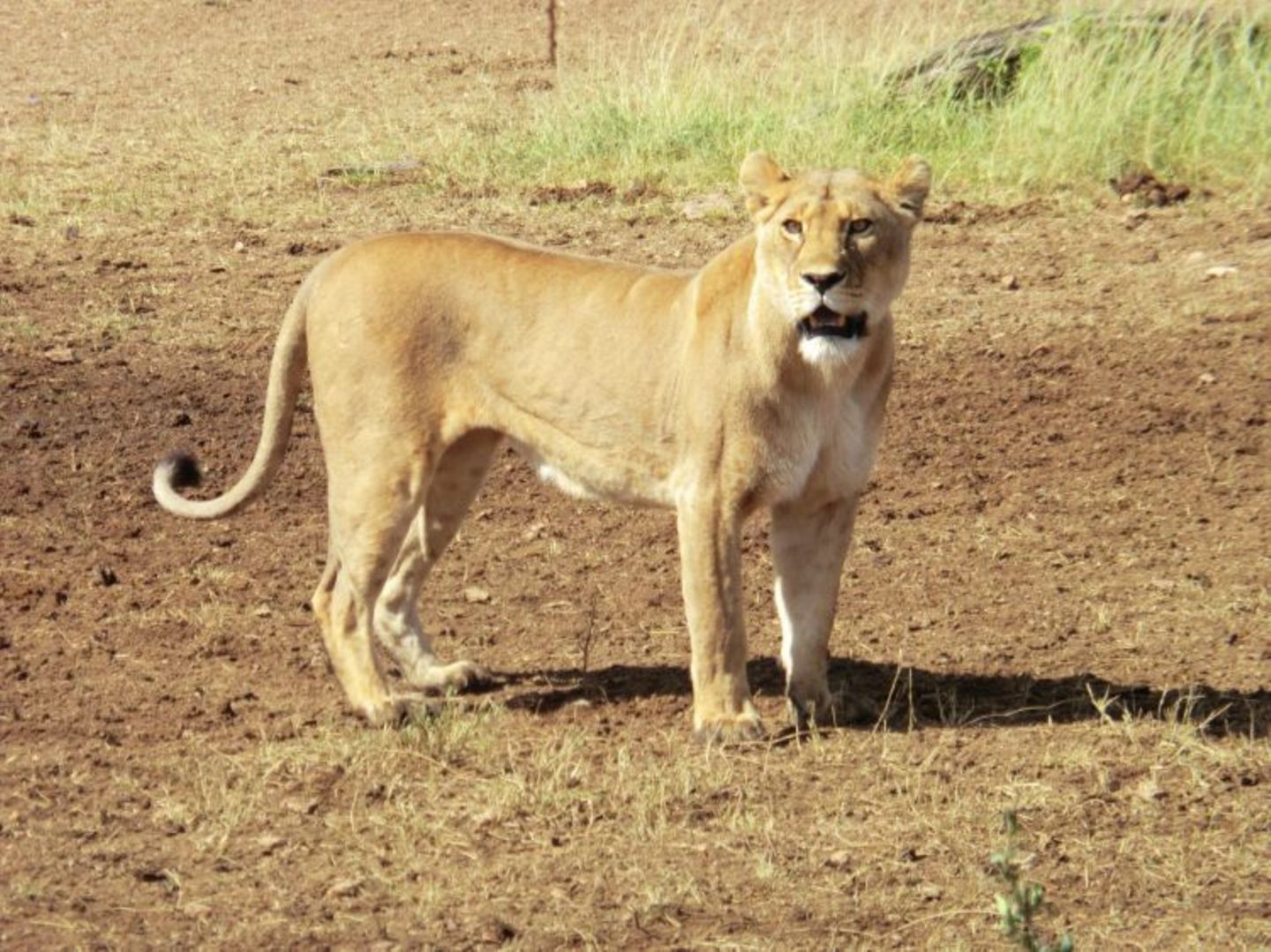 Sascha (Dar es Salaam) - Bild 10