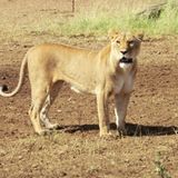 Sascha (Dar es Salaam) - Bild 10