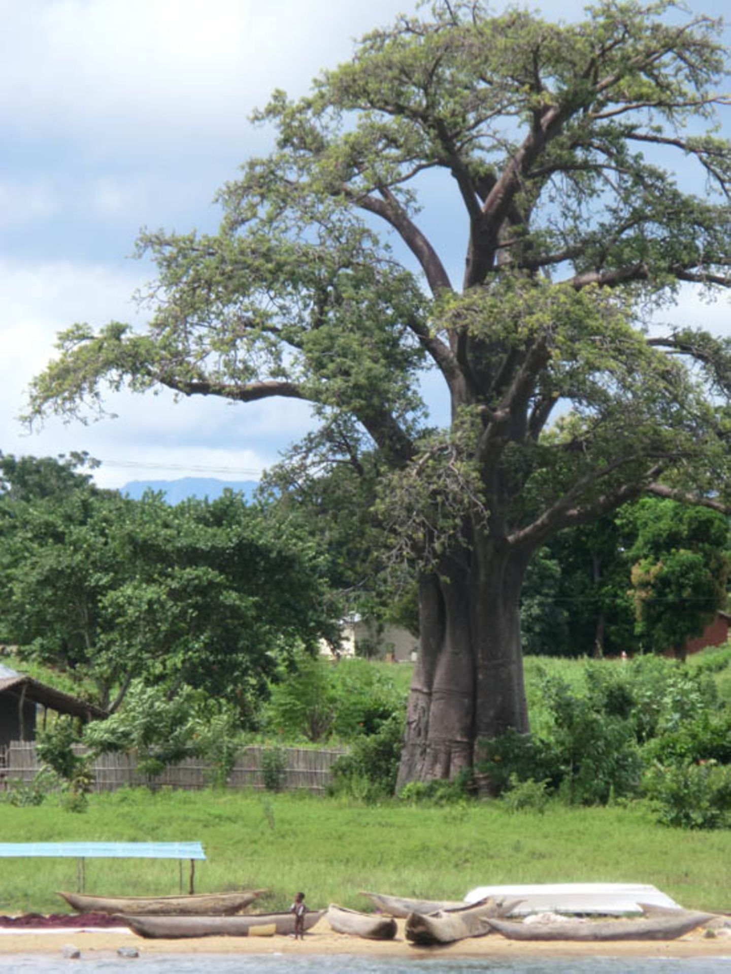 Cécile and Philippe (Lilongwe) - Bild 4