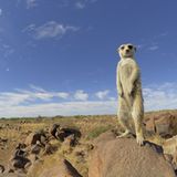 Fotogalerie: Erdmännchen