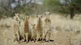 Fotogalerie: Erdmännchen - Bild 3