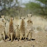 Fotogalerie: Erdmännchen - Bild 3