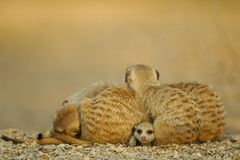 Fotogalerie: Erdmännchen - Bild 4