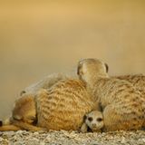 Fotogalerie: Erdmännchen - Bild 4