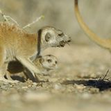 Fotogalerie: Erdmännchen - Bild 5