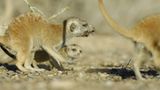 Fotogalerie: Erdmännchen - Bild 5