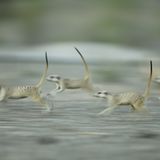 Fotogalerie: Erdmännchen - Bild 6