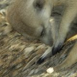 Fotogalerie: Erdmännchen - Bild 7