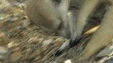 Fotogalerie: Erdmännchen - Bild 7