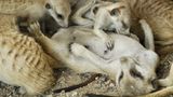 Fotogalerie: Erdmännchen - Bild 8
