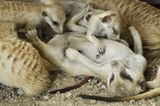 Fotogalerie: Erdmännchen - Bild 8
