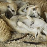 Fotogalerie: Erdmännchen - Bild 8