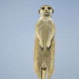 Fotogalerie: Erdmännchen - Bild 9