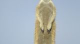 Fotogalerie: Erdmännchen - Bild 9