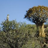 Fotogalerie: Erdmännchen - Bild 10