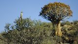 Fotogalerie: Erdmännchen - Bild 10
