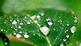 Blatt im Regen