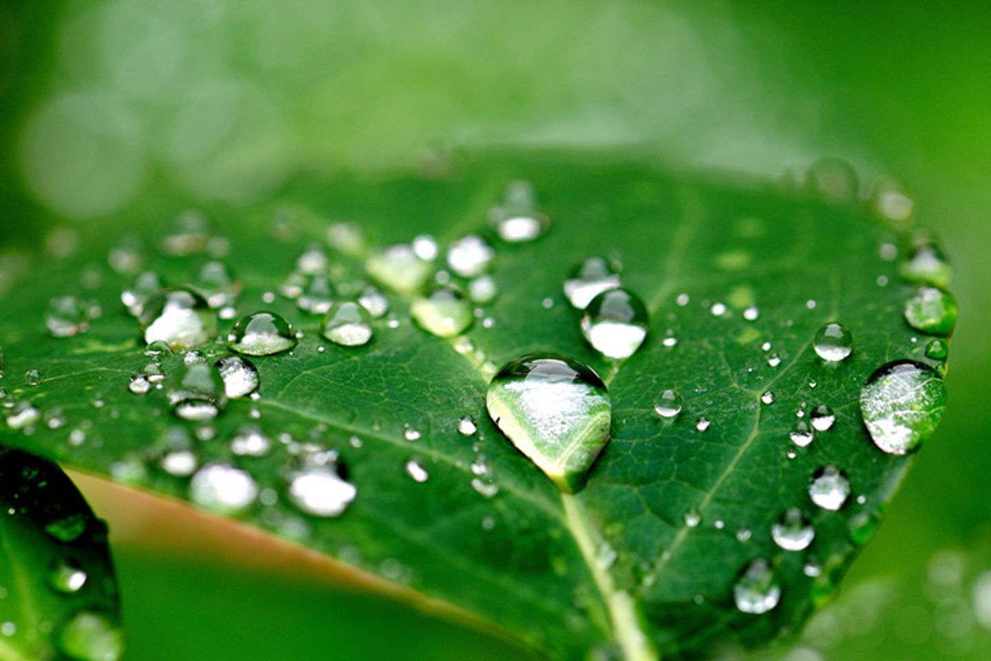 Blatt im Regen