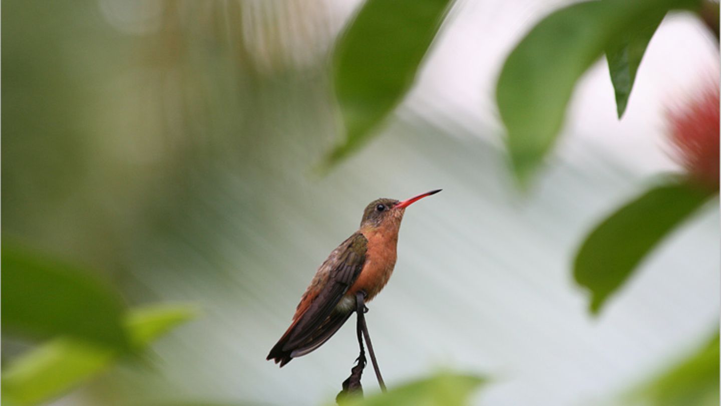 Kolibri
