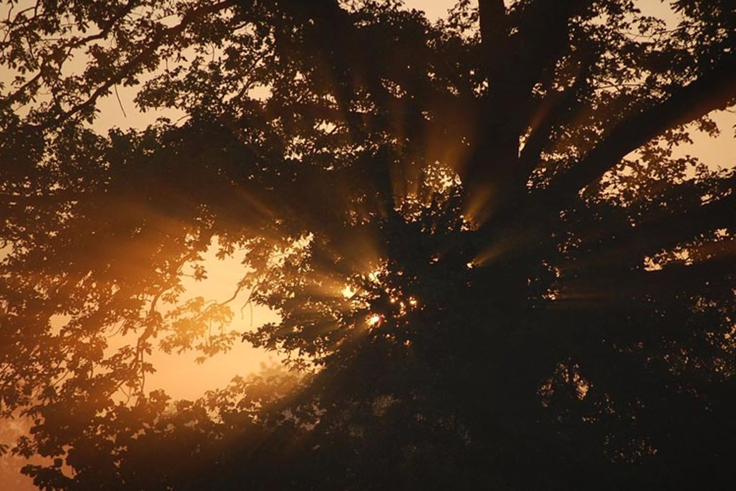 Sonnenstrahlen