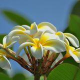 Frangipani-Blüte