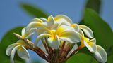 Frangipani-Blüte