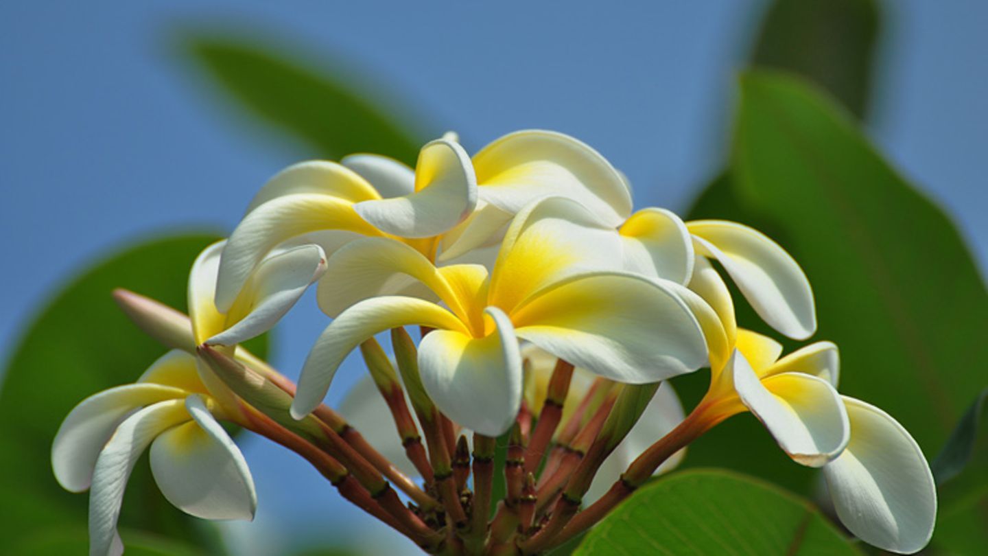 Frangipani-Blüte