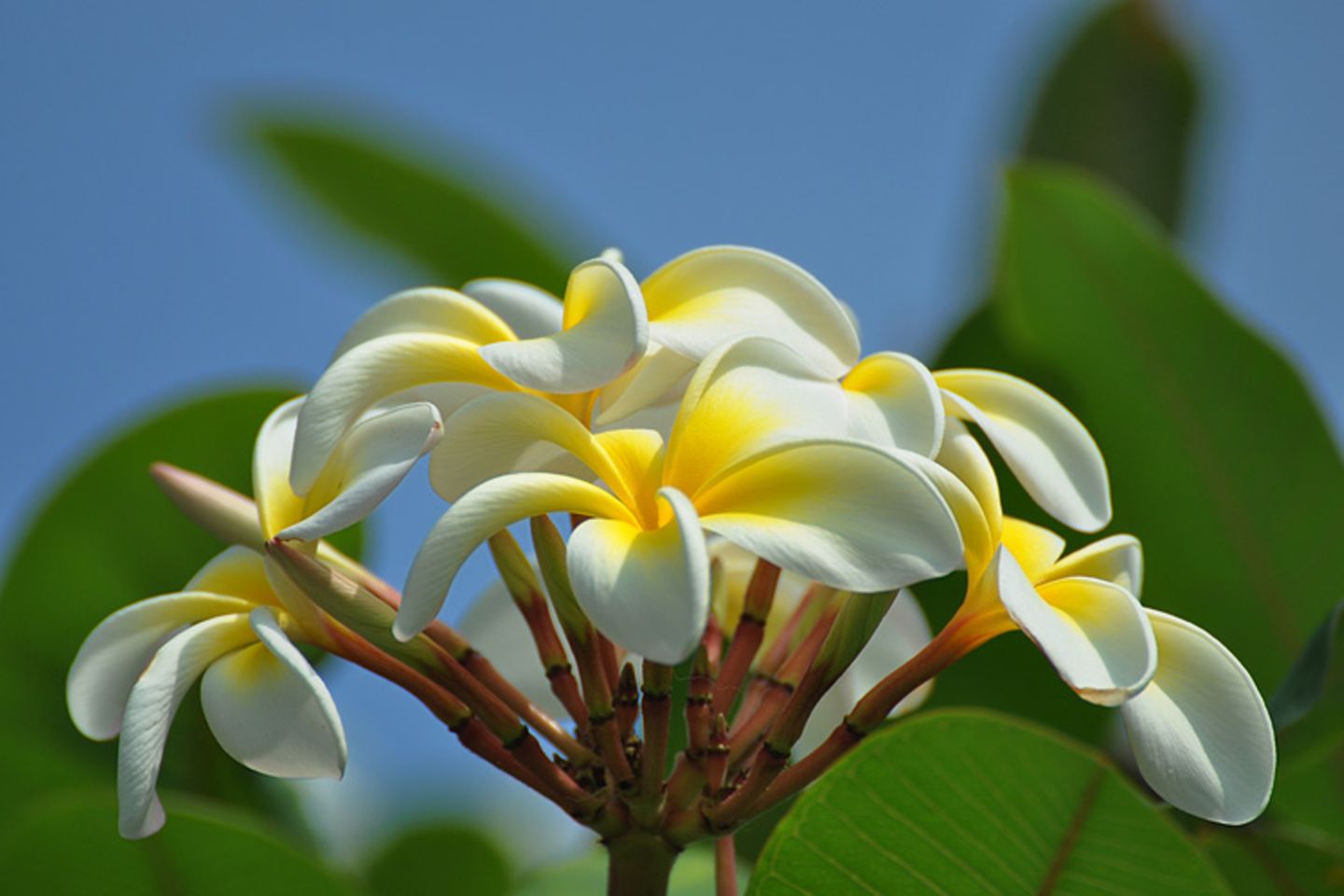 Frangipani-Blüte