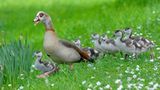 Nilgans