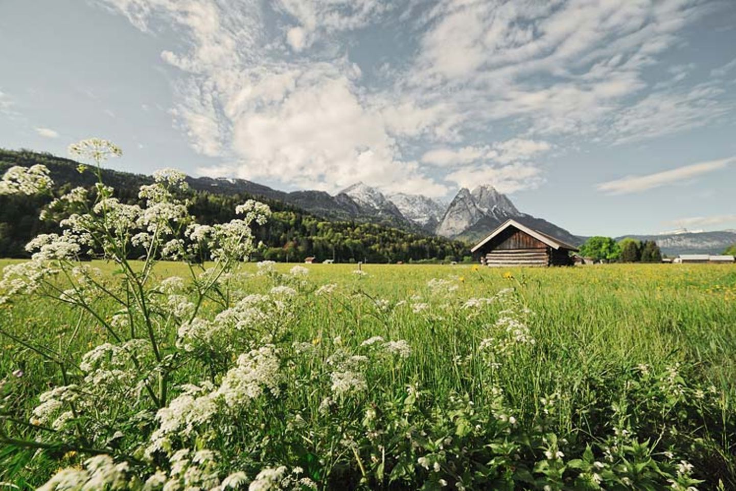 Grüne Wiese
