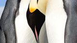 4. Umweltfotofestival Horizonte Zingst