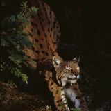 4. Umweltfotofestival Horizonte Zingst