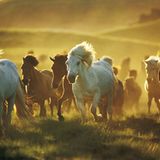 4. Umweltfotofestival Horizonte Zingst