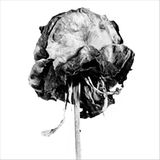 4. Umweltfotofestival Horizonte Zingst